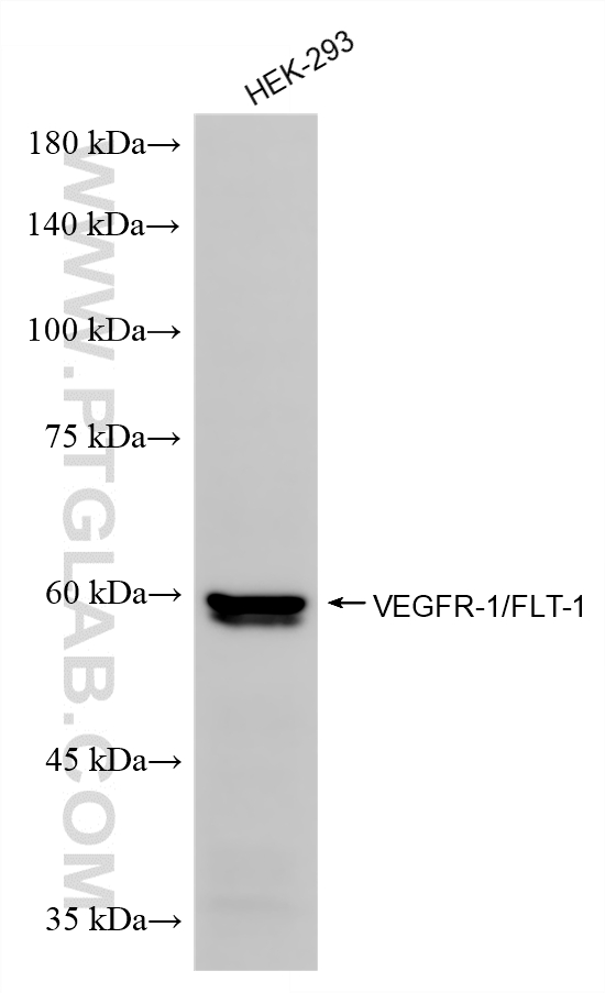 WB analysis of HEK-293 using 85844-2-RR (same clone as 85844-2-PBS) WB analysis of HEK-293 using 85844-2-RR (same clone as 85844-2-PBS)