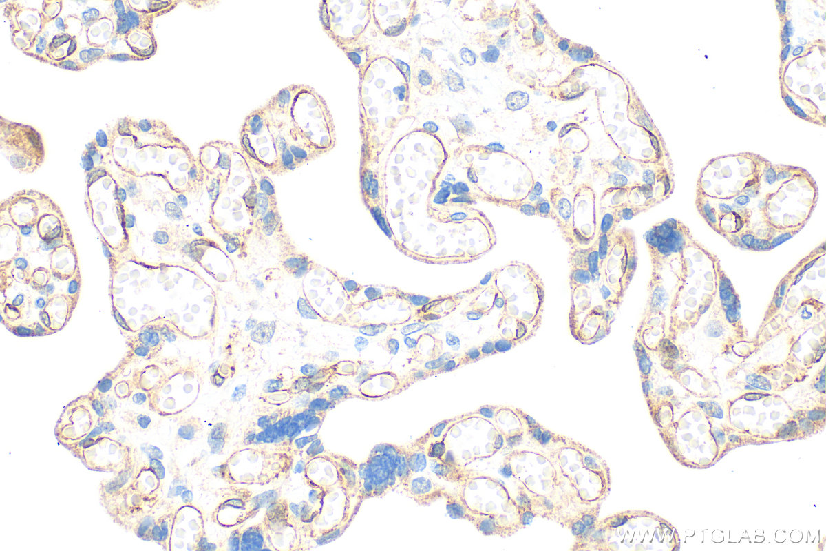 IHC staining of human placenta using 26415-1-AP