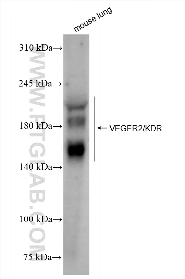 WB analysis of mouse lung using 83366-1-RR