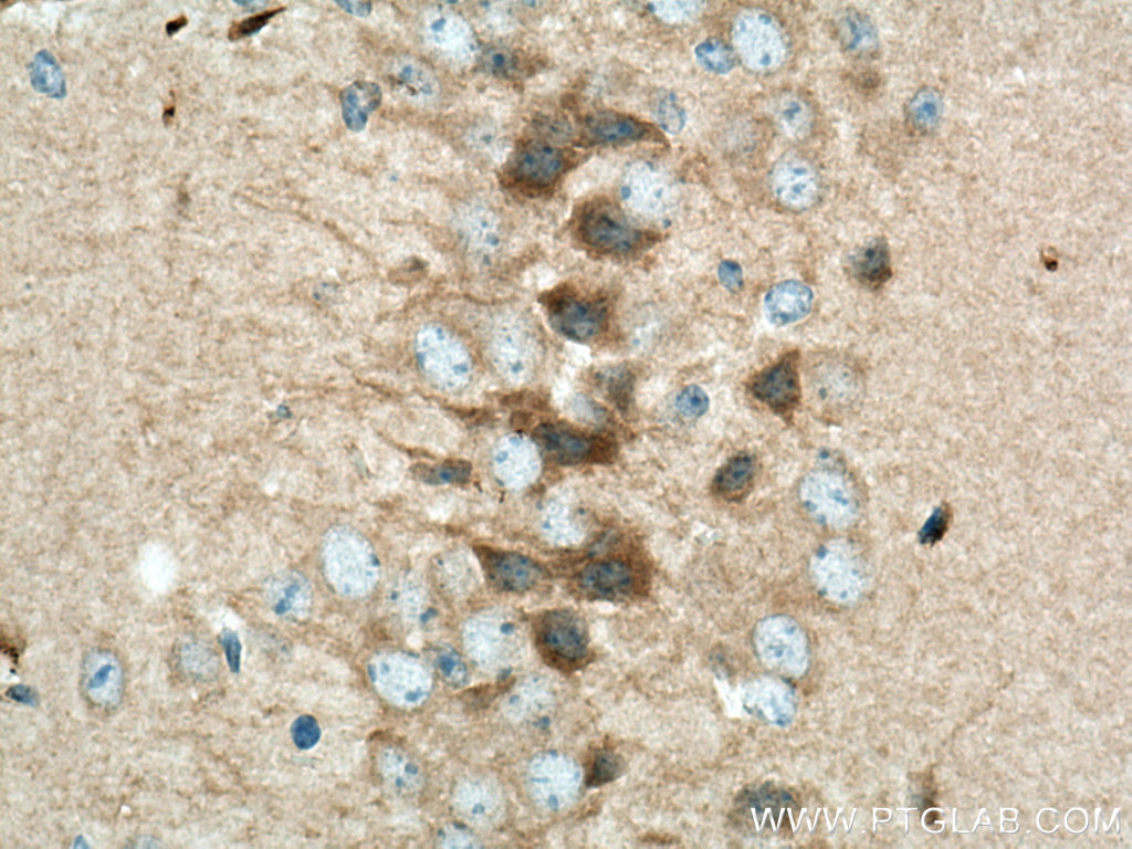IHC staining of mouse brain using 17684-1-AP
