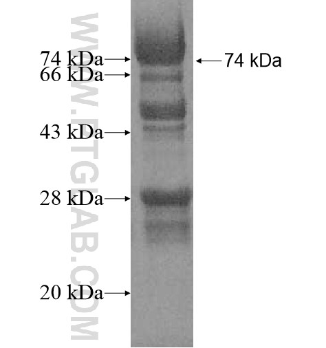 VEZT fusion protein Ag11786 SDS-PAGE