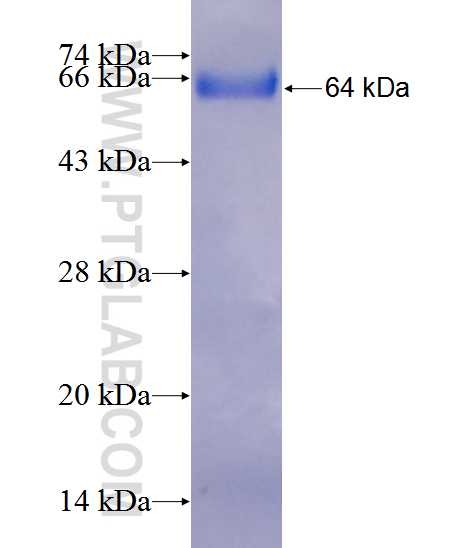 VEZT fusion protein Ag13114 SDS-PAGE