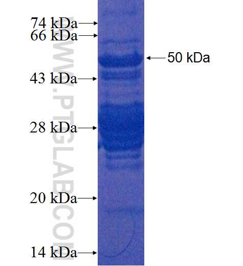 VGLL1 fusion protein Ag0169 SDS-PAGE