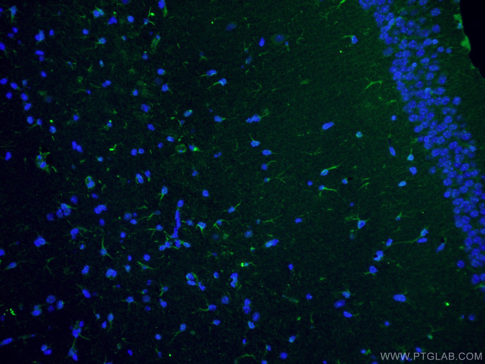 IF Staining of mouse brain using 10366-1-AP