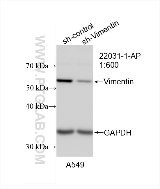 WB analysis of A549 using 22031-1-AP
