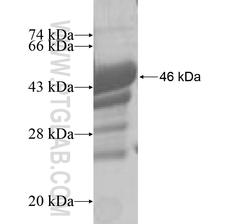 VIP fusion protein Ag8933 SDS-PAGE