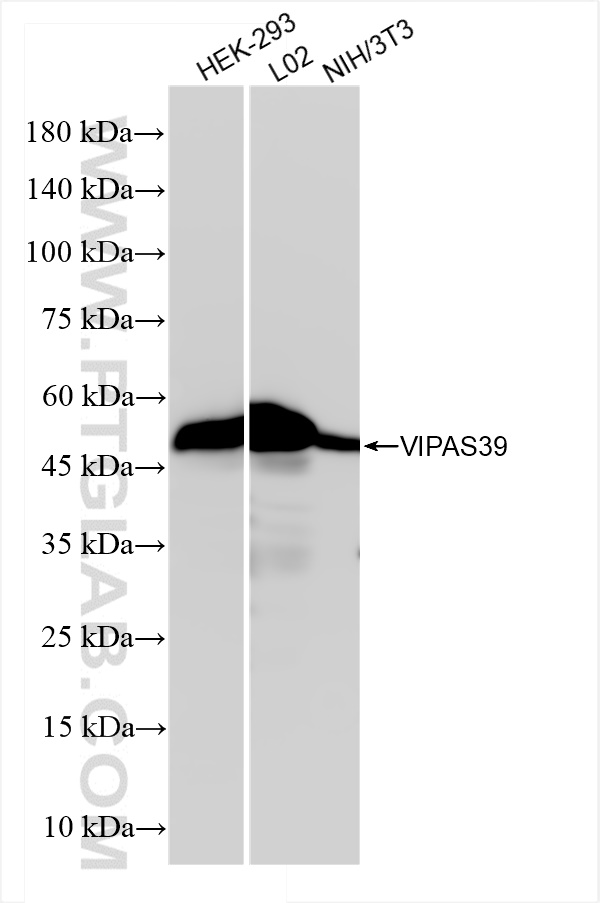 WB analysis using 84320-2-RR (same clone as 84320-2-PBS)