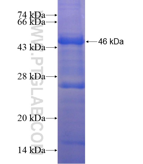 VIT fusion protein Ag19917 SDS-PAGE VIT fusion protein Ag19917 SDS-PAGE