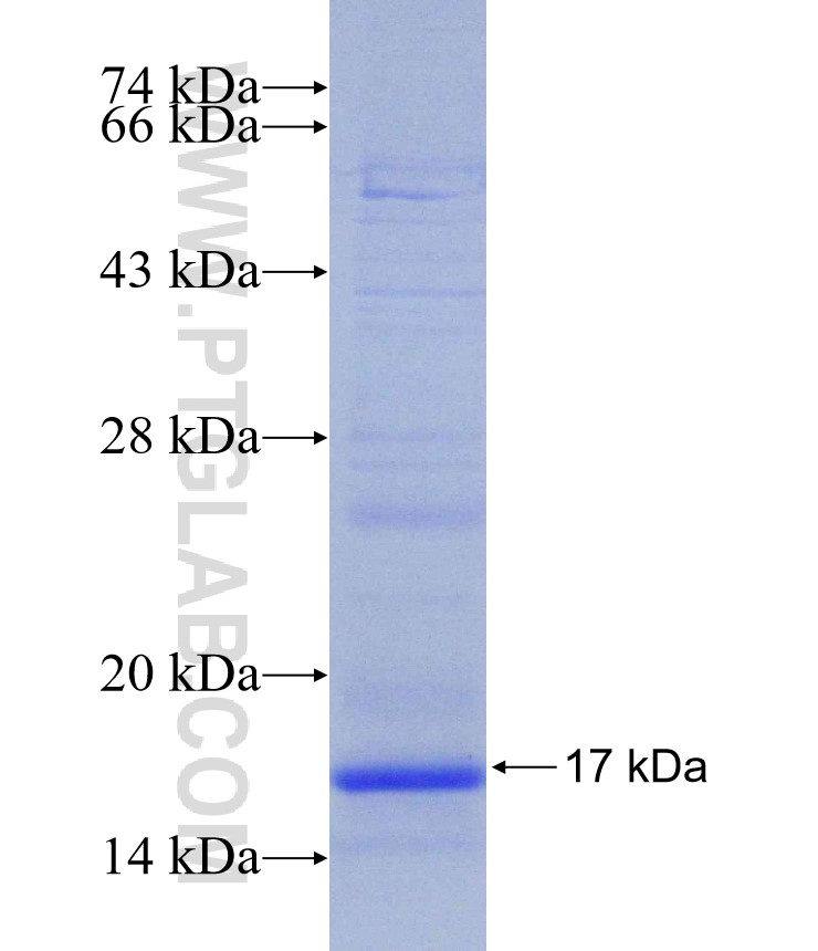VKORC1 fusion protein Ag31328 SDS-PAGE