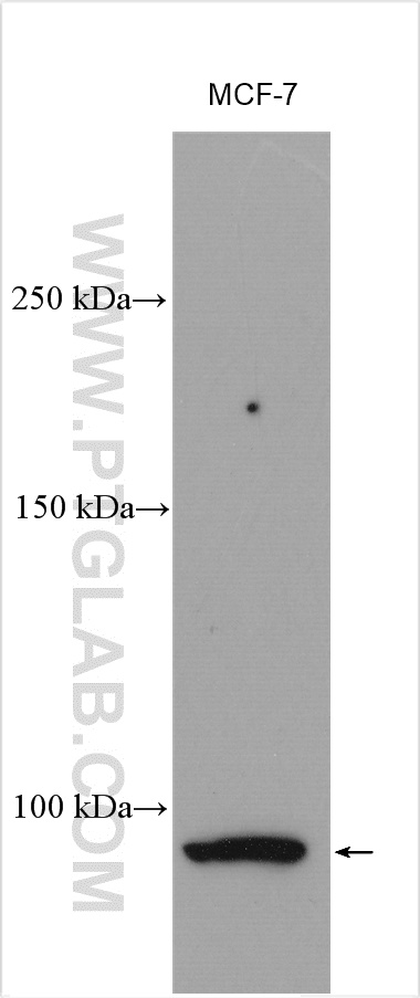 WB analysis using 19493-1-AP