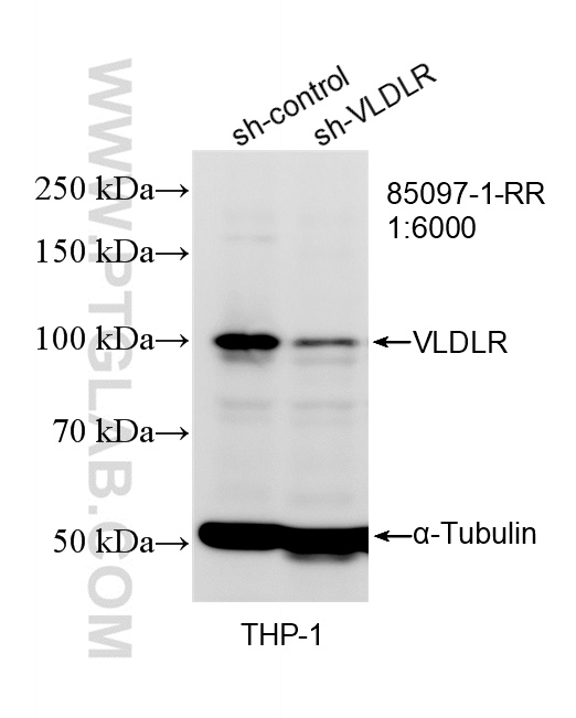 WB analysis of THP-1 using 85097-1-RR