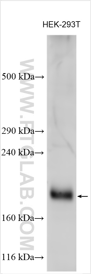 WB analysis using 31628-1-AP