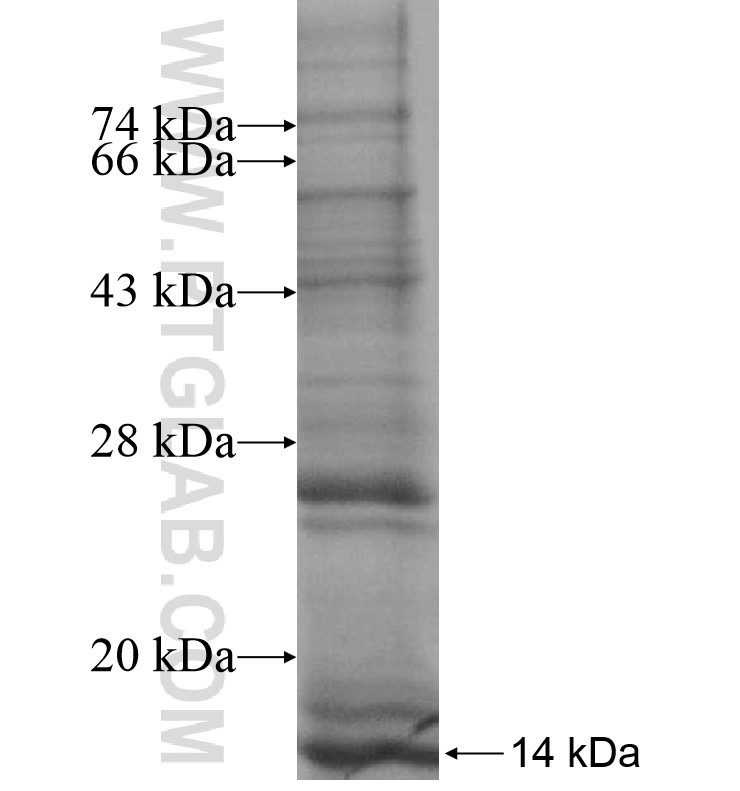 VN1R3 fusion protein Ag16679 SDS-PAGE VN1R3 fusion protein Ag16679 SDS-PAGE