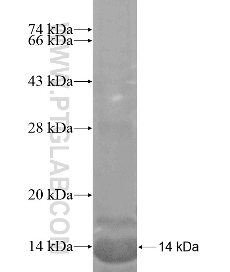 VN1R3 fusion protein Ag20382 SDS-PAGE
