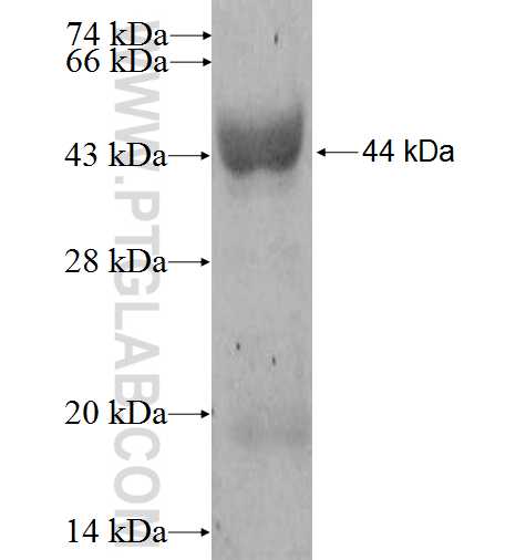 VP7 fusion protein Ag13421 SDS-PAGE VP7 fusion protein Ag13421 SDS-PAGE