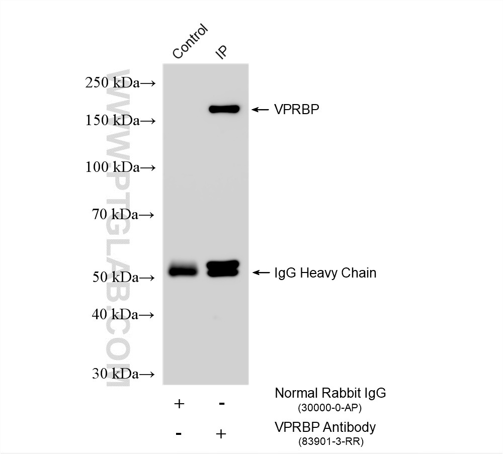 IP experiment of HEK-293 using 83901-3-RR