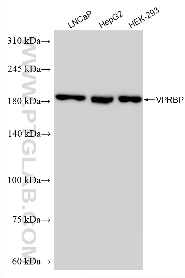WB analysis using 83901-3-RR