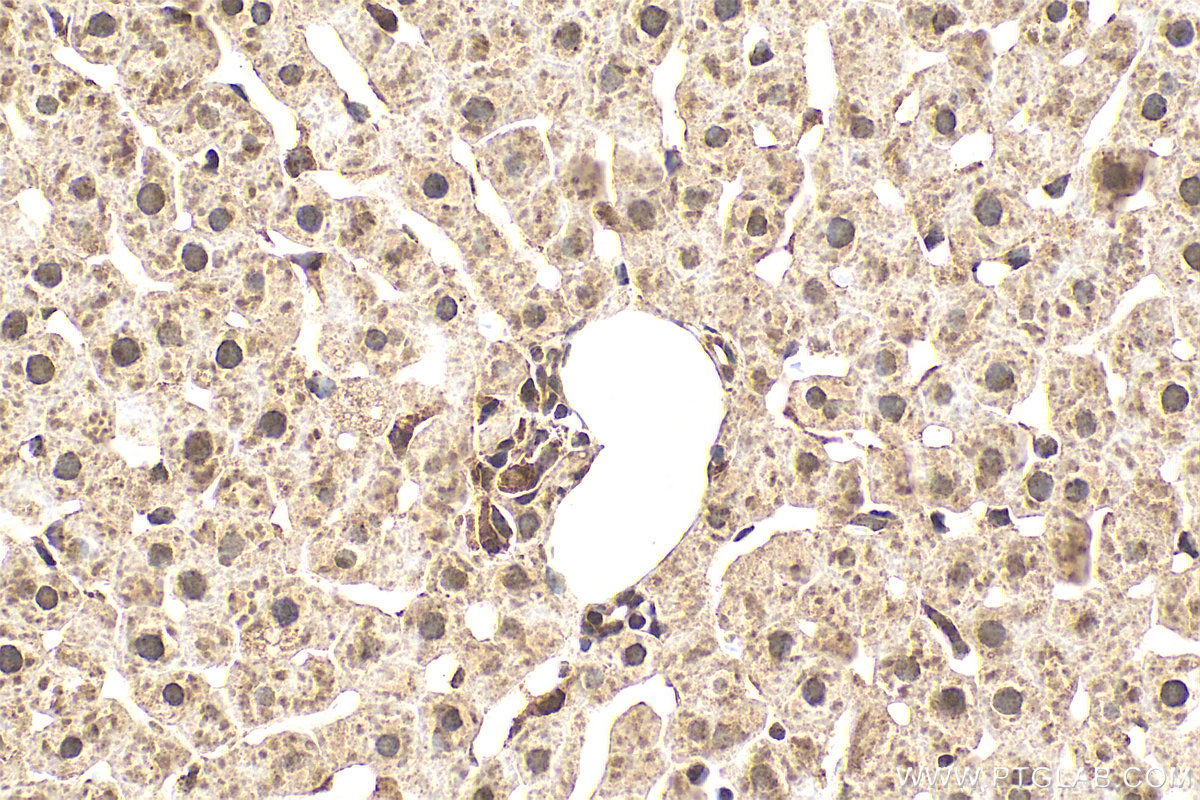 IHC staining of rat liver using 83901-5-RR