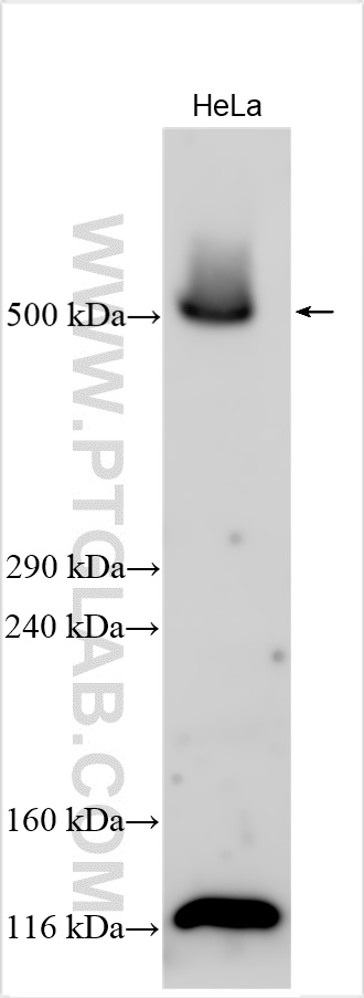 WB analysis using 29387-1-AP