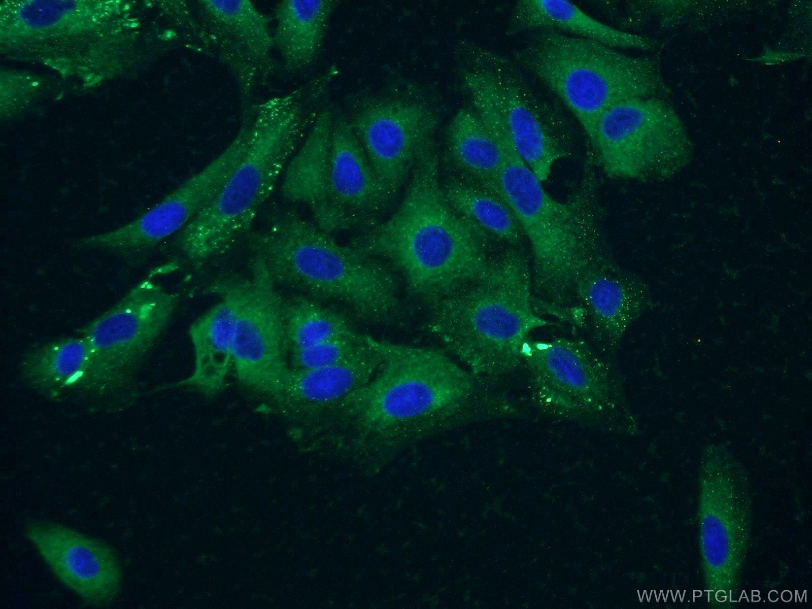 IF Staining of A549 using 10901-1-AP