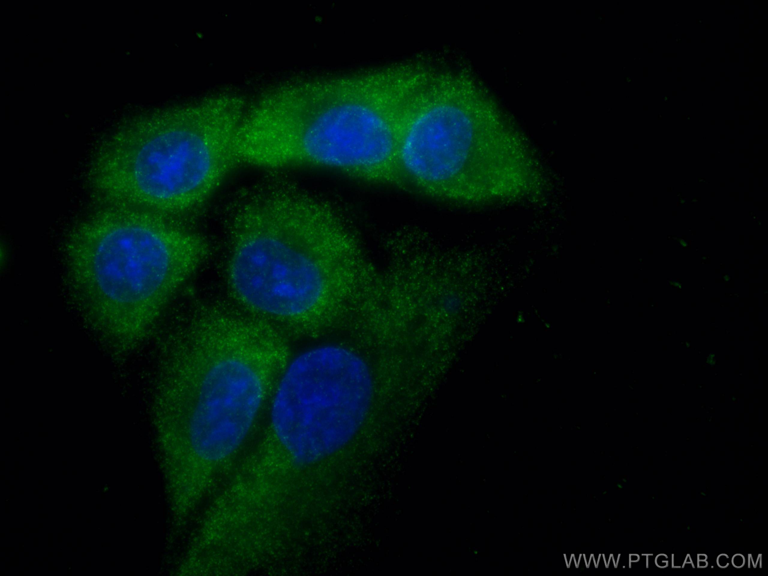IF Staining of A549 using 67590-1-Ig (same clone as 67590-1-PBS)