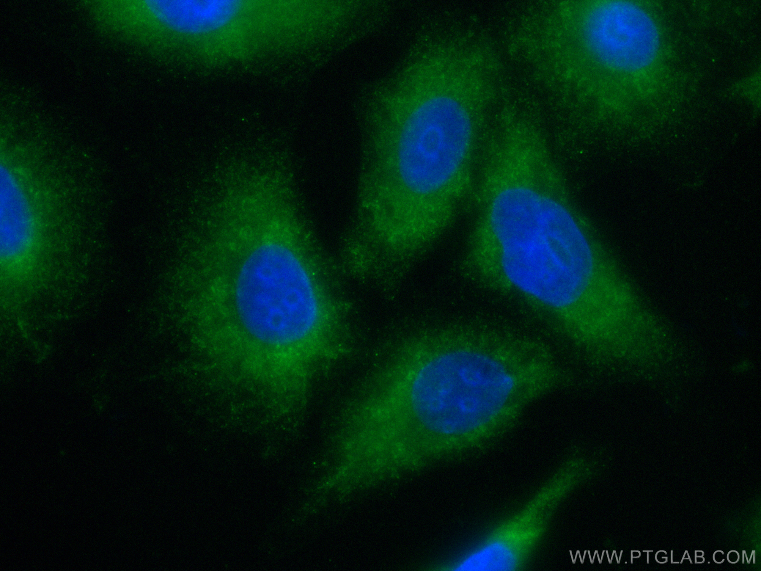 IF Staining of A549 using CL488-67590