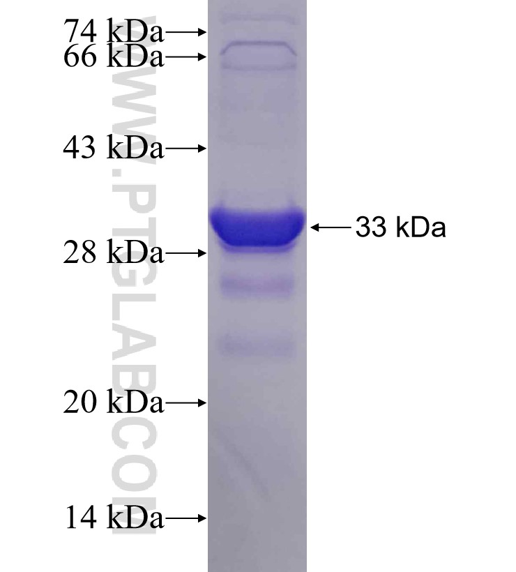 VPS24 fusion protein Ag7623 SDS-PAGE