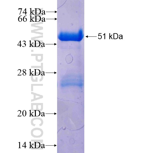 VPS28 fusion protein Ag7784 SDS-PAGE