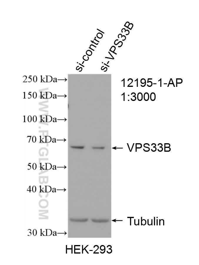 WB analysis of HEK-293 using 12195-1-AP