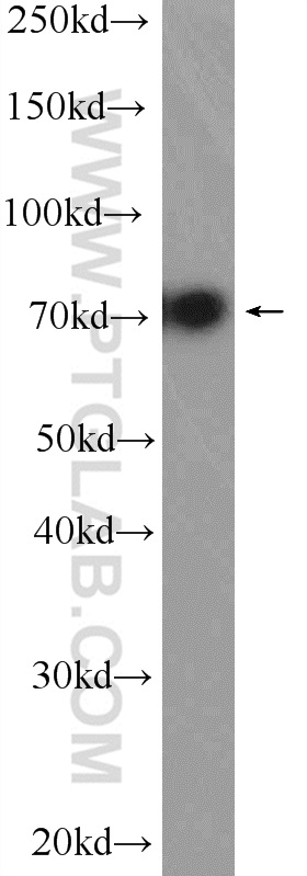 WB analysis of HEK-293 using 12195-1-AP