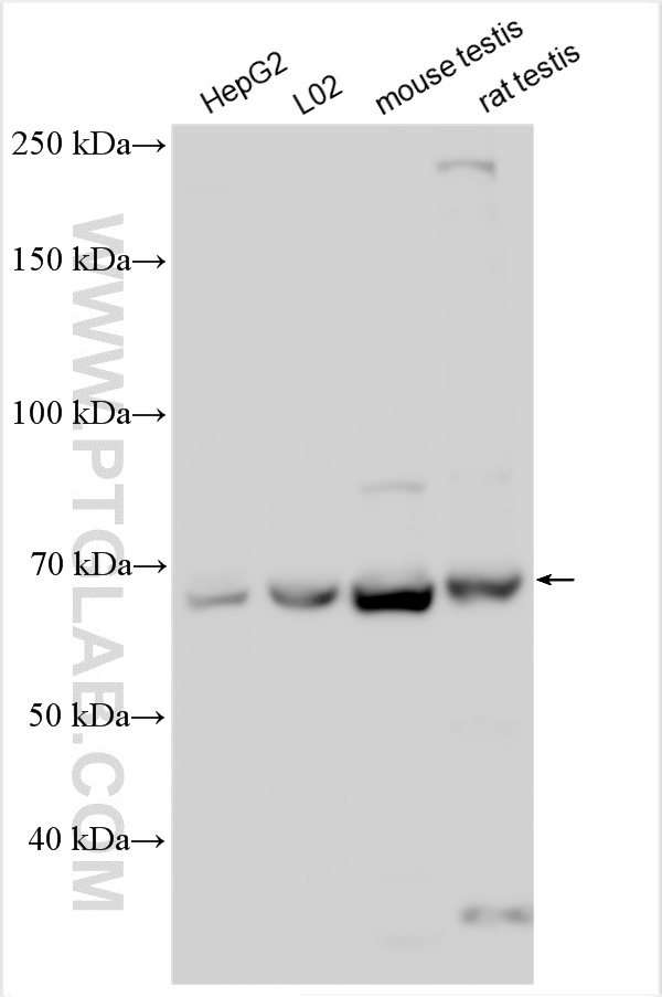 WB analysis using 28653-1-AP