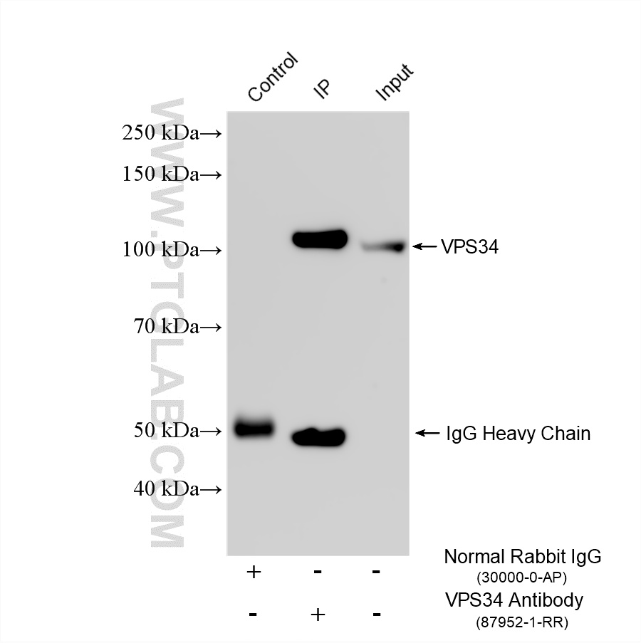 IP experiment of PC-3 using 87952-1-RR