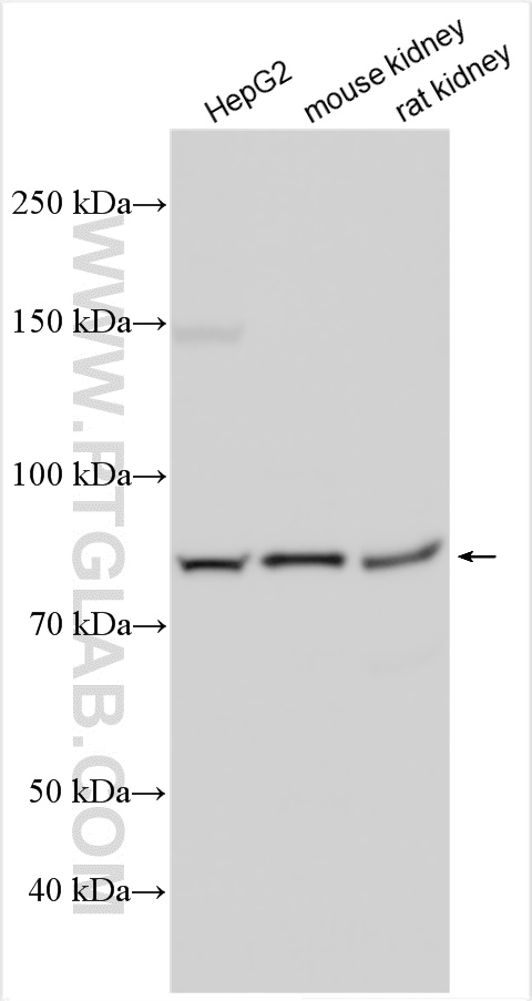 WB analysis using 10236-1-AP