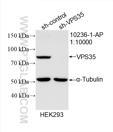 WB analysis of HEK-293 using 10236-1-AP