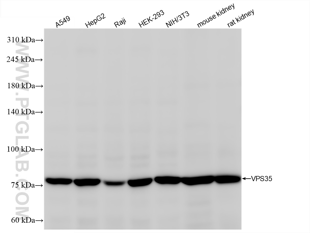 WB analysis using 83328-2-RR (same clone as 83328-2-PBS)