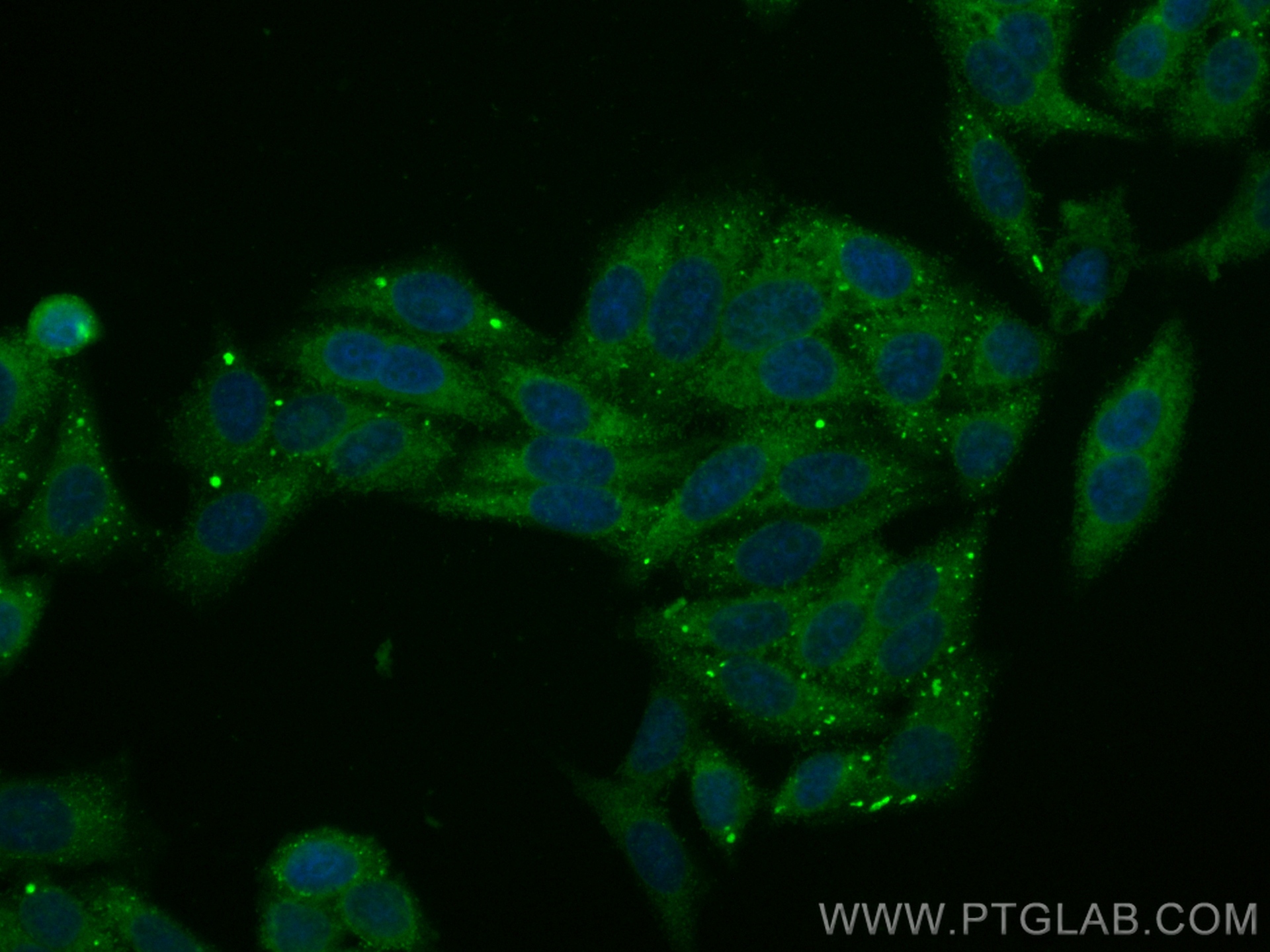 IF Staining of HepG2 using CL488-10236