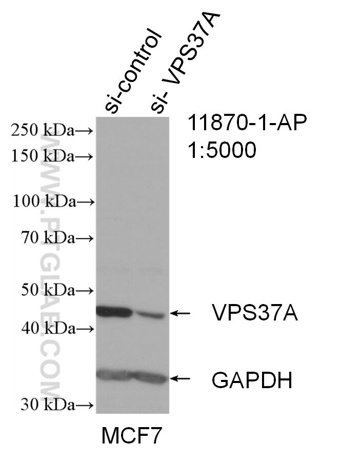 WB analysis of MCF-7 using 11870-1-AP