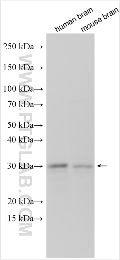 WB analysis using 26703-1-AP