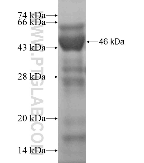 VPS45 fusion protein Ag19243 SDS-PAGE