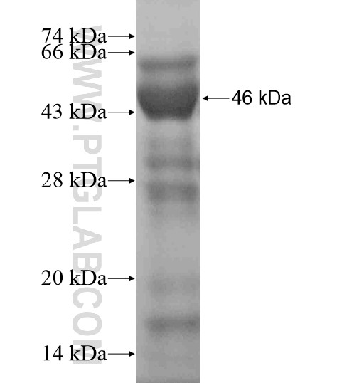 VPS45 fusion protein Ag19243 SDS-PAGE VPS45 fusion protein Ag19243 SDS-PAGE