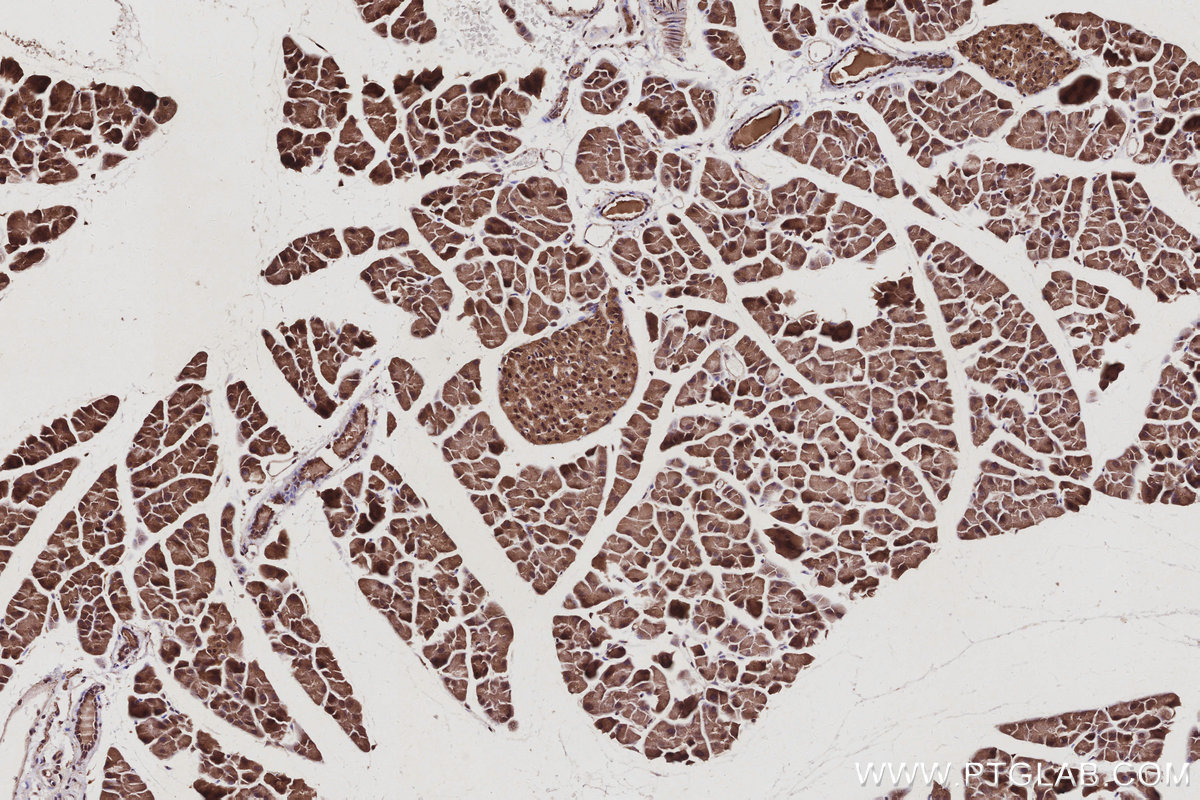 IHC staining of mouse pancreas using 14272-1-AP IHC staining of mouse pancreas using 14272-1-AP