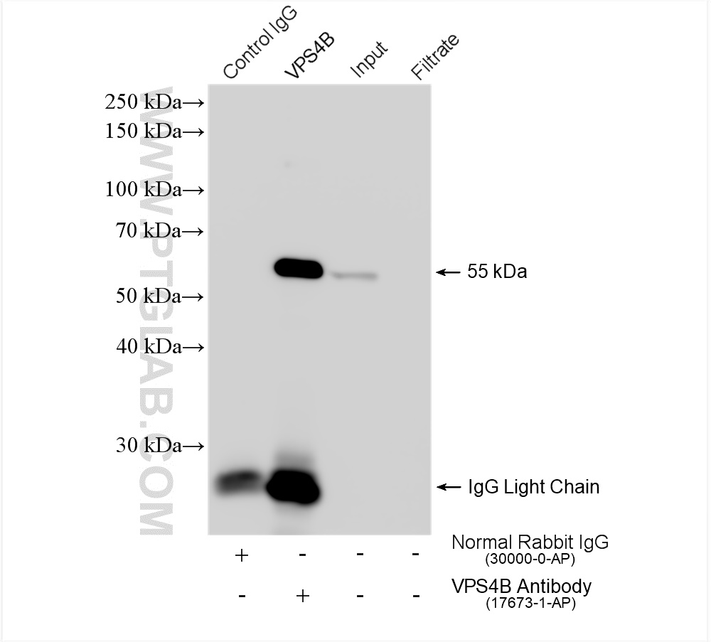 IP experiment of HeLa using 17673-1-AP