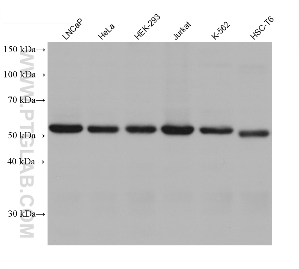 WB analysis using 68443-1-Ig