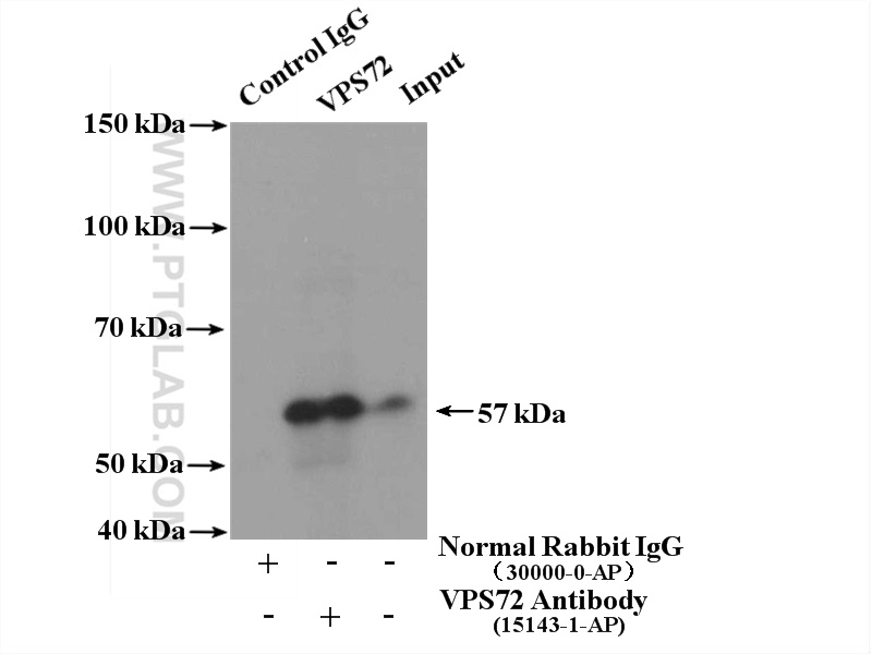 IP experiment of NIH/3T3 using 15143-1-AP