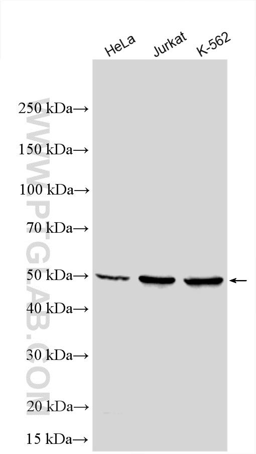 WB analysis using 28018-1-AP