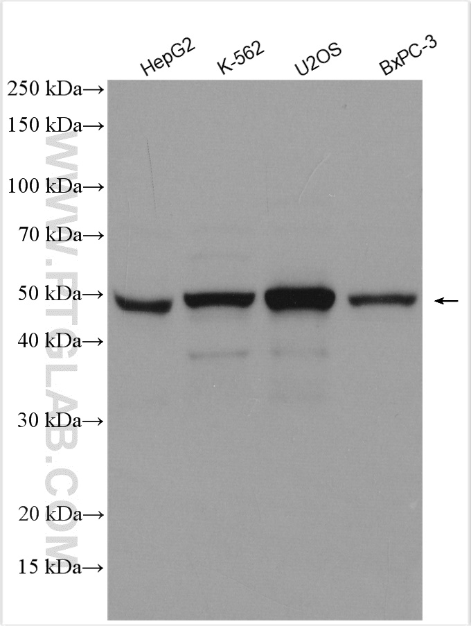 WB analysis using 12946-1-AP