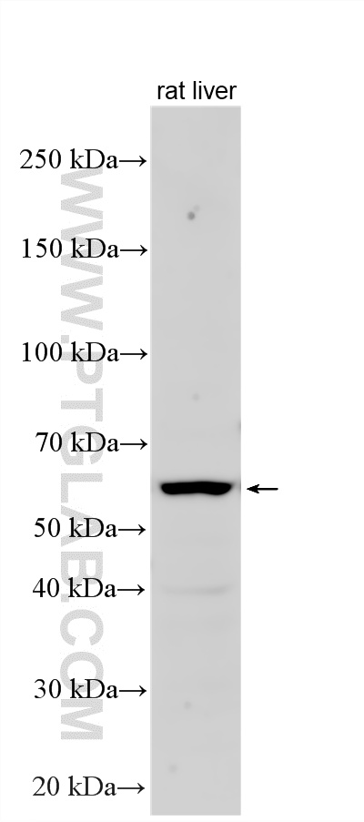 WB analysis using 33200-1-AP (same clone as 33200-1-PBS)