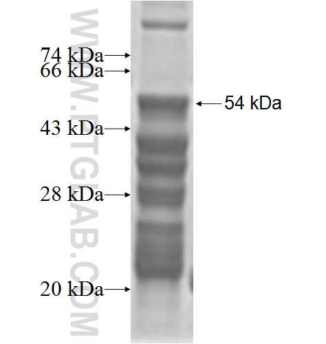 VSIG4 fusion protein Ag2817 SDS-PAGE