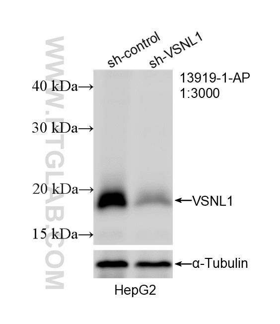 WB analysis of HepG2 using 13919-1-AP