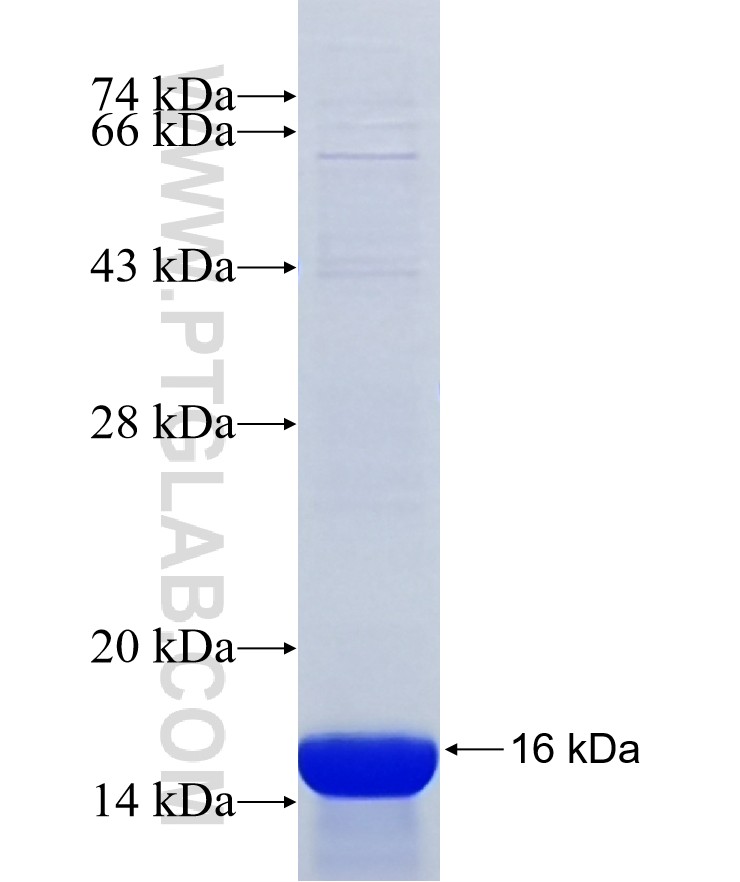 VSTM2A fusion protein Ag22378 SDS-PAGE